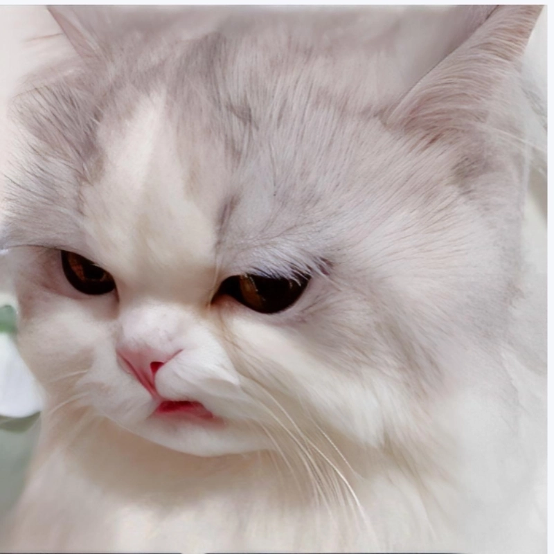 Tức giận ảnh meme dỗi mèo cute mà vẫn cưng xỉu