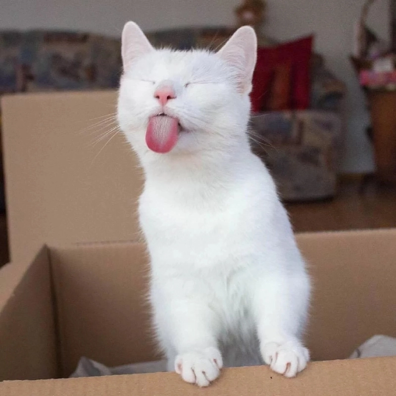 Loạt mèo meme meme avatar vô tri mèo siêu chất