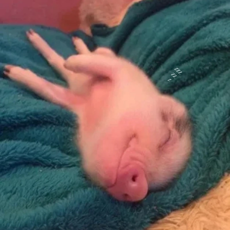 Không thể bỏ qua dễ thương hình heo cute này đâu dễ thương hình heo cute