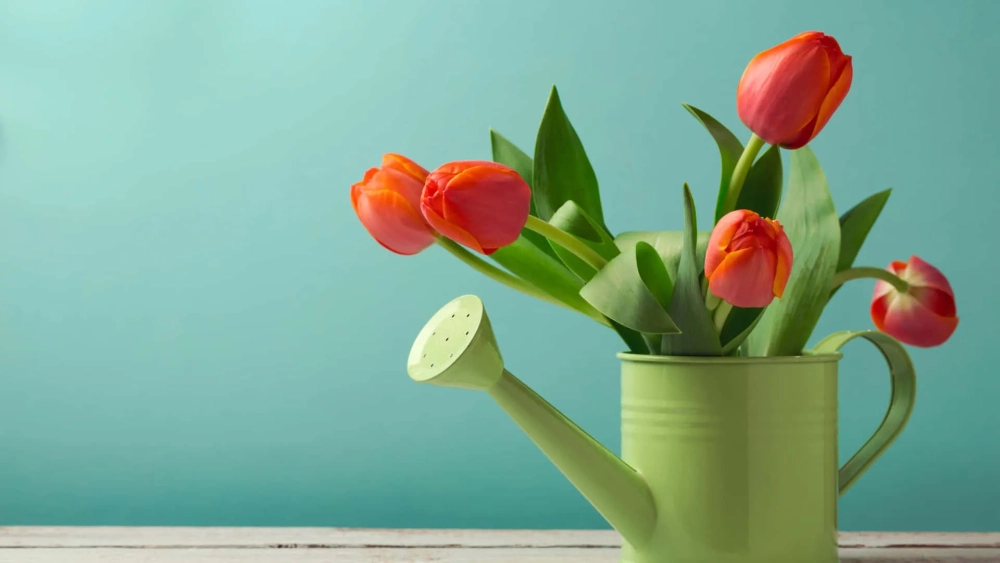 Không thể rời mắt khỏi ảnh nền máy tính hoa tulip tuyệt đẹp