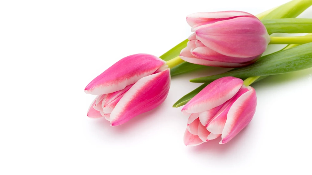 Sắc hoa rực rỡ với bộ sưu tập ảnh nền hoa tulip độc đáo