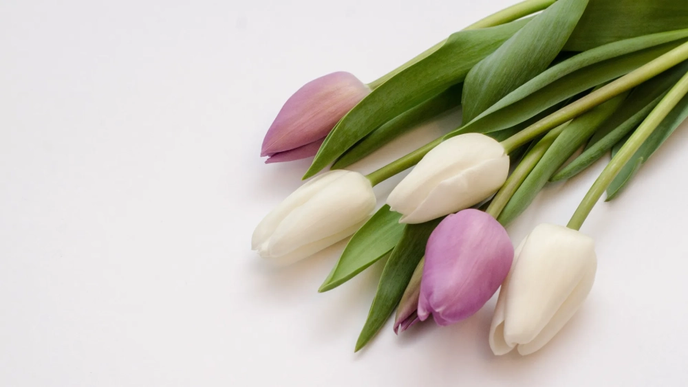 Đắm chìm trong vẻ đẹp của ảnh hoa tulip siêu nét
