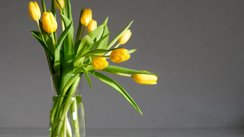 Bộ ảnh hình ảnh hoa tulip đẹp xuất sắc cho mọi màn hình
