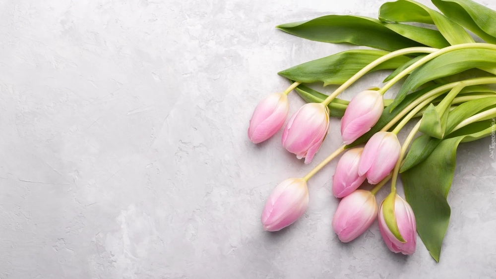 Tuyển chọn hình ảnh hoa tulip hồng ngọt ngào, thanh lịch