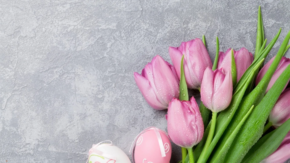 Cảm nhận vẻ đẹp của hình ảnh hoa tulip đẹp say đắm lòng người