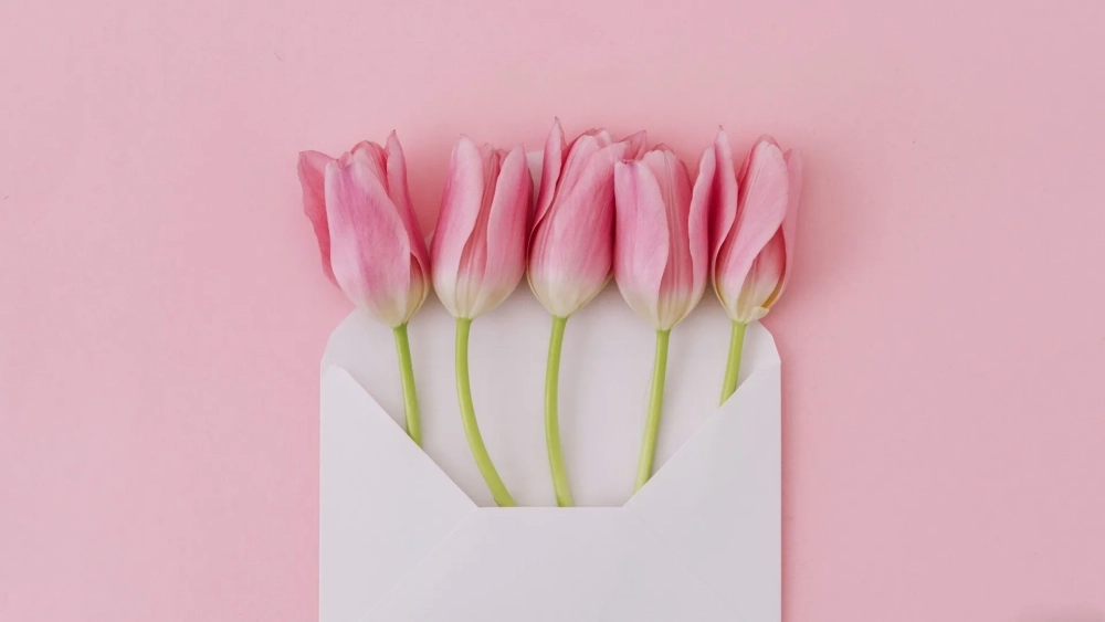 Ngắm nhìn ảnh hoa tulip hồng nhẹ nhàng và tinh khôi