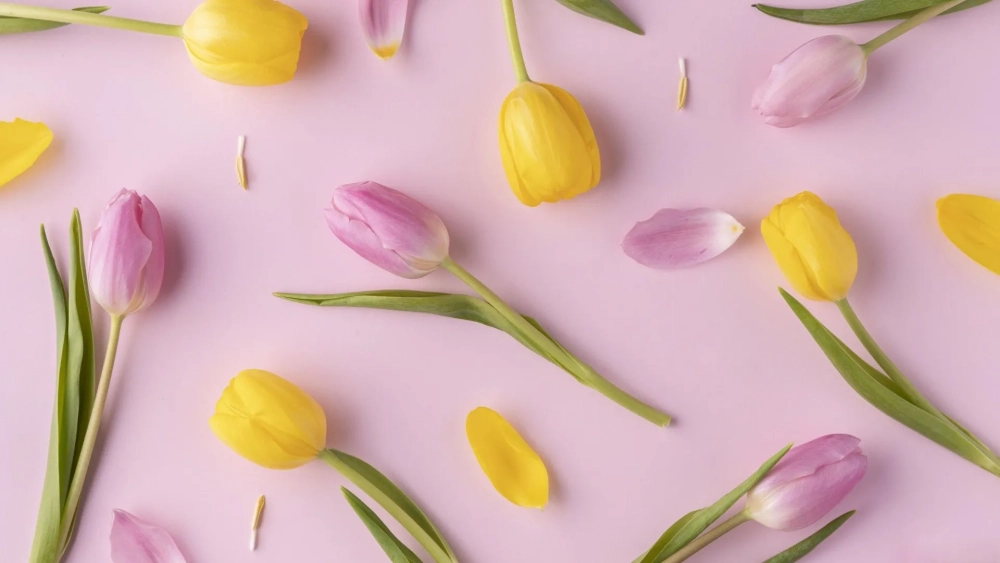 Đổi mới màn hình với hình nền hoa tulip cho máy tính cực đẹp