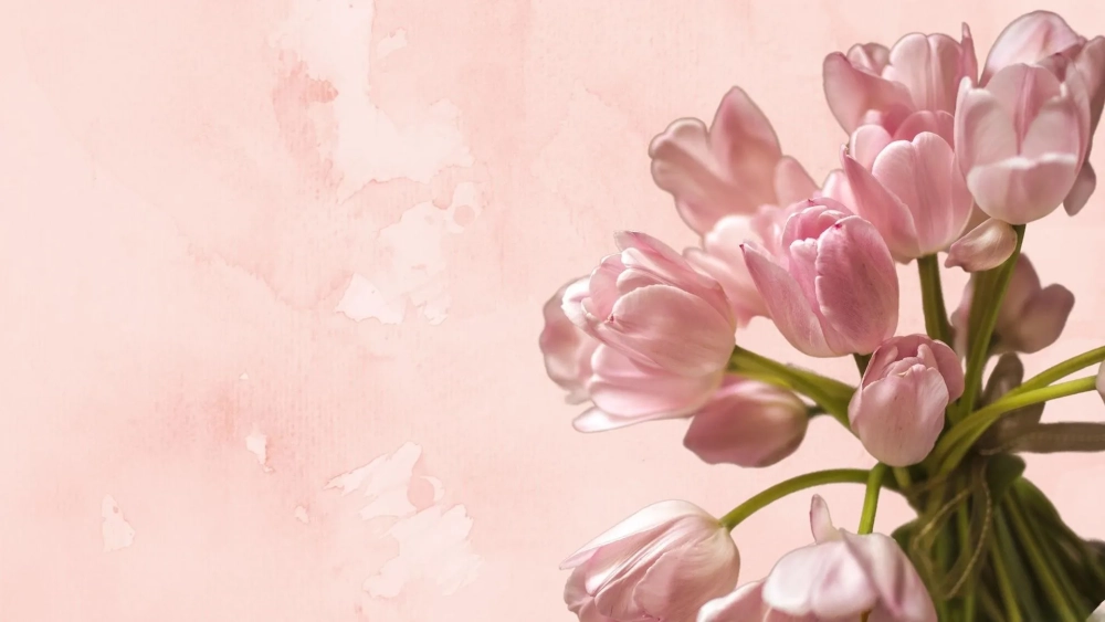 Lưu ngay ảnh hoa tulip đẹp để màn hình thêm sinh động