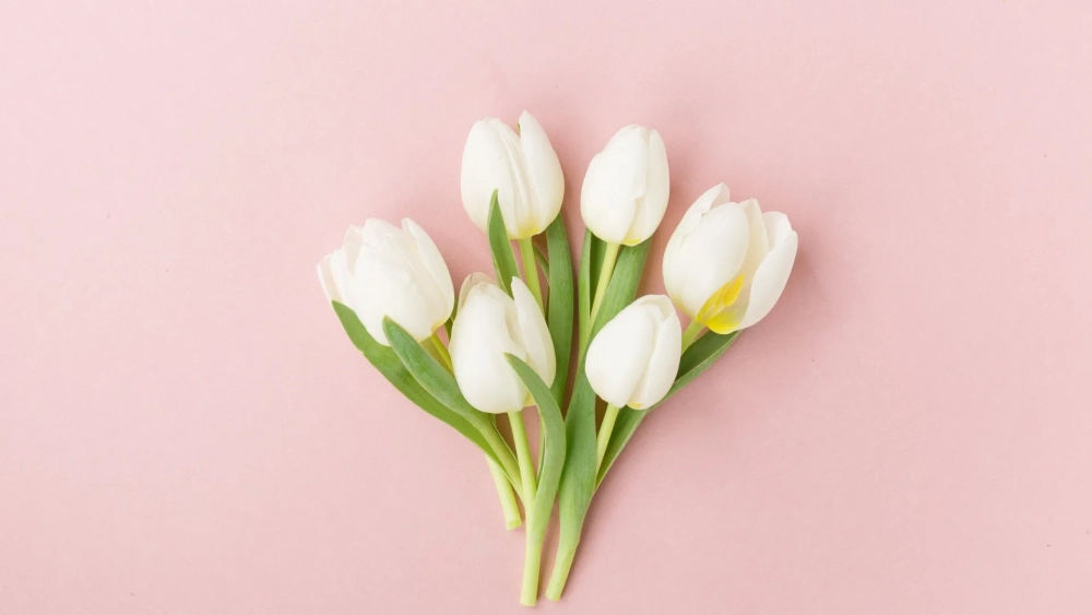 Tổng hợp ảnh đẹp hoa tulip rực rỡ và sắc nét nhất