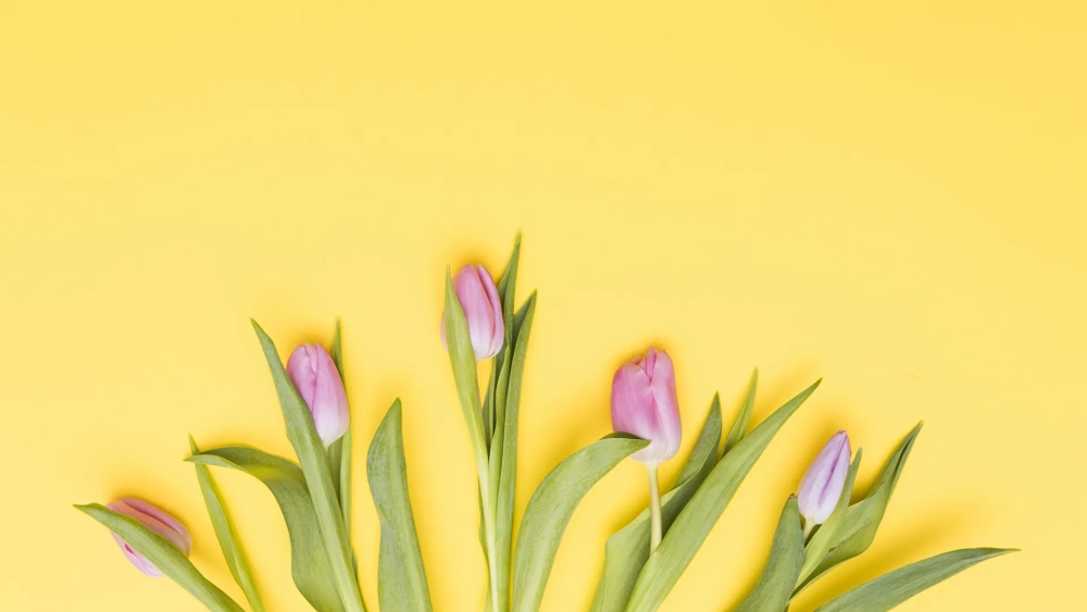 Bộ sưu tập hình ảnh về hoa tulip đẹp mê mẩn người xem