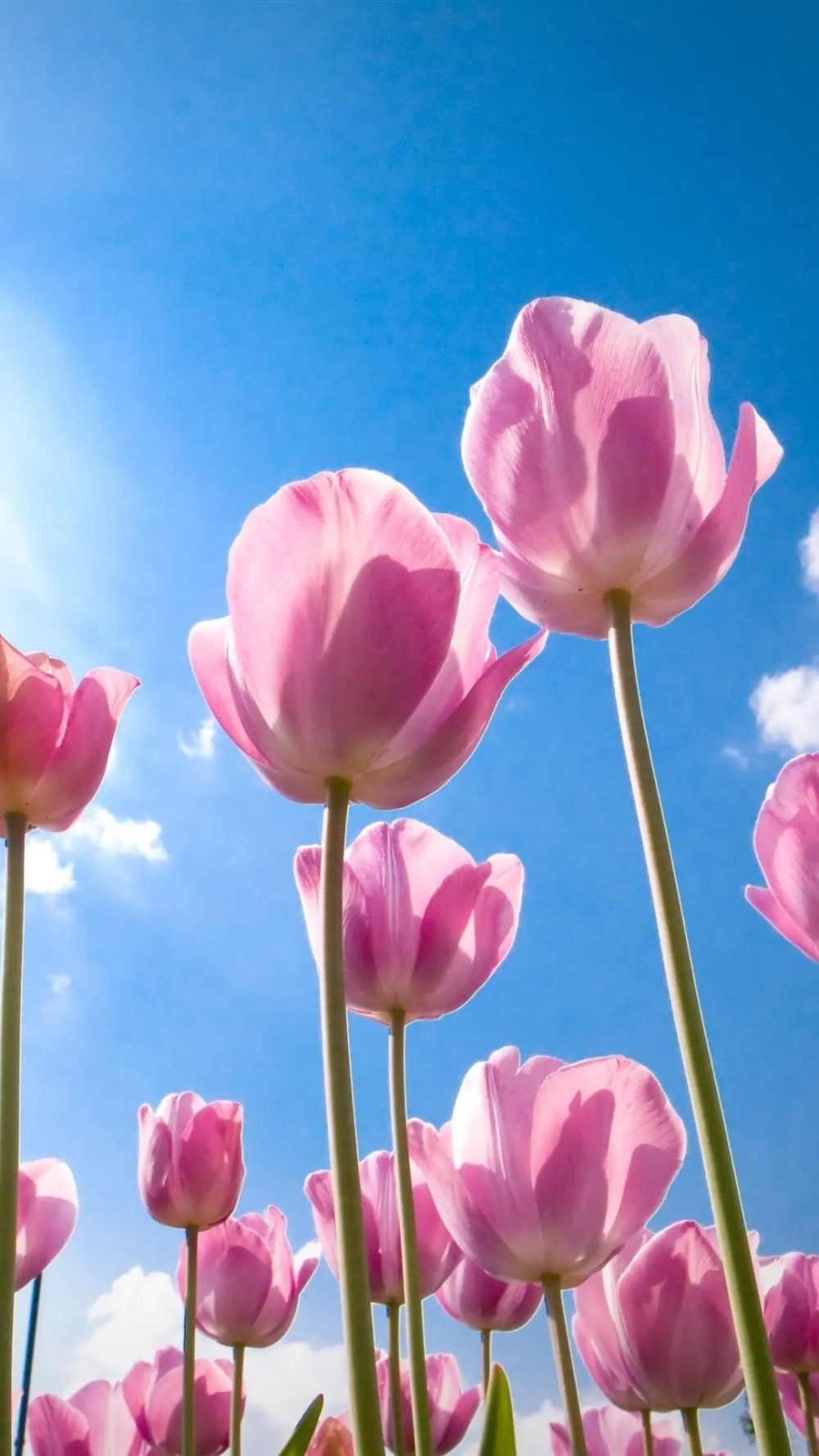 Làm mới điện thoại với hình nền hoa tulip cho điện thoại cực chất