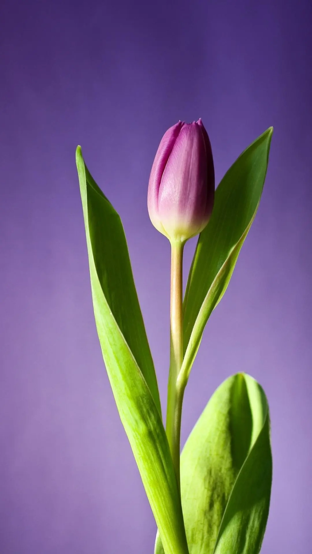 Nét tinh tế của hình nền điện thoại hoa tulip không thể bỏ lỡ