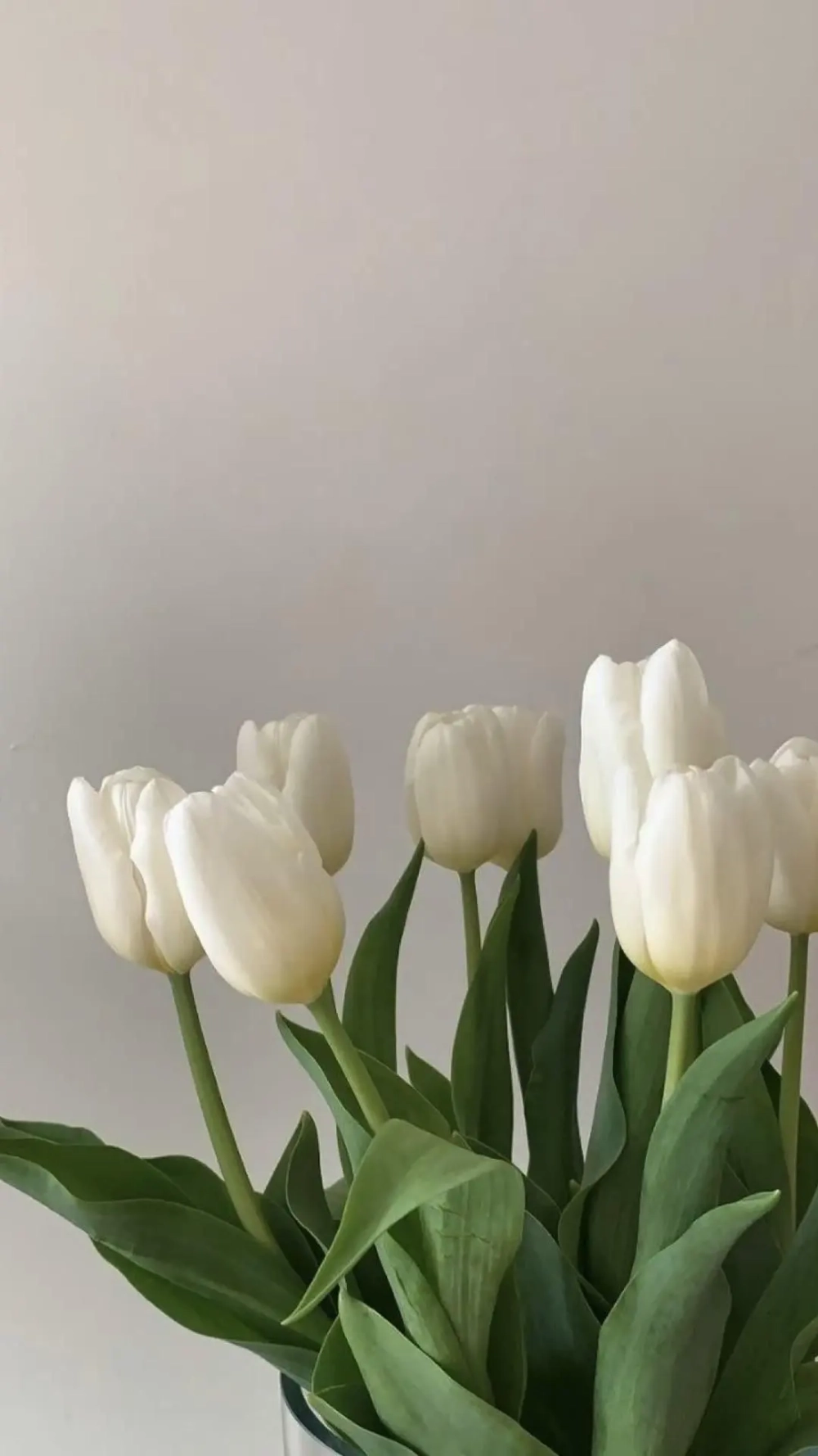 Tuyển chọn hoa tulip hình nền sắc nét, ấn tượng nhất