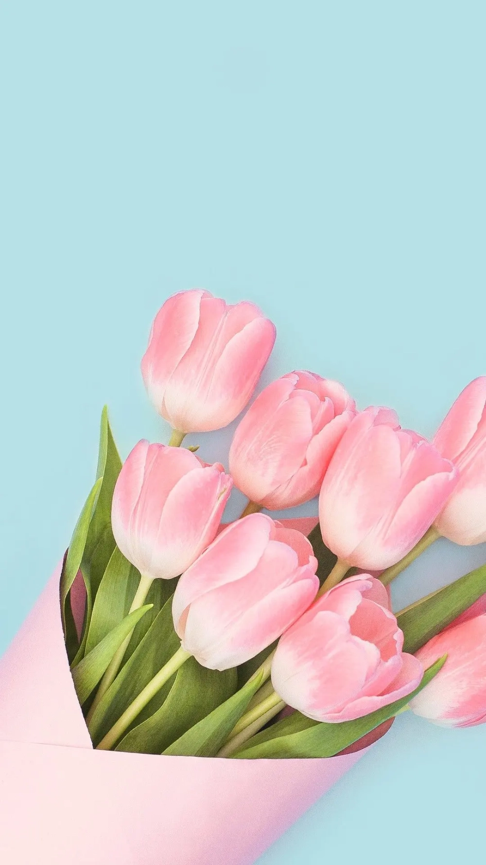 Đắm chìm trong vẻ đẹp của hình nền hoa tulip cực chất lượng