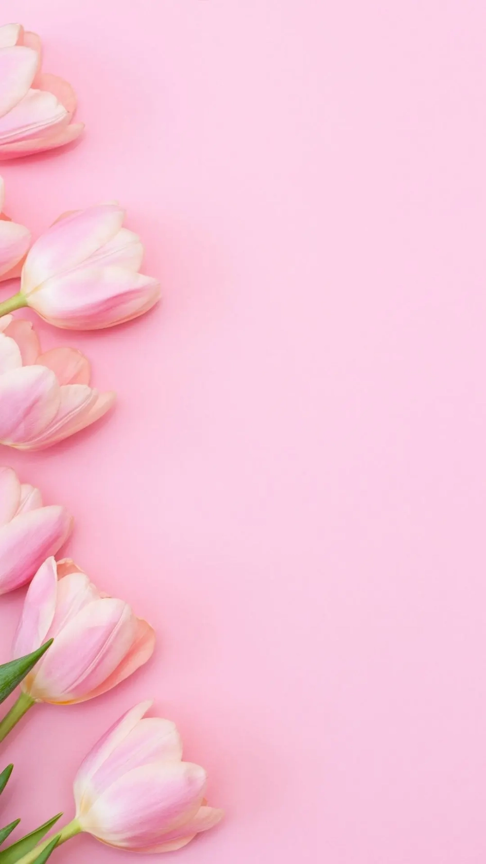 Tải ngay hình nền hoa tulip đẹp để màn hình thêm rực rỡ