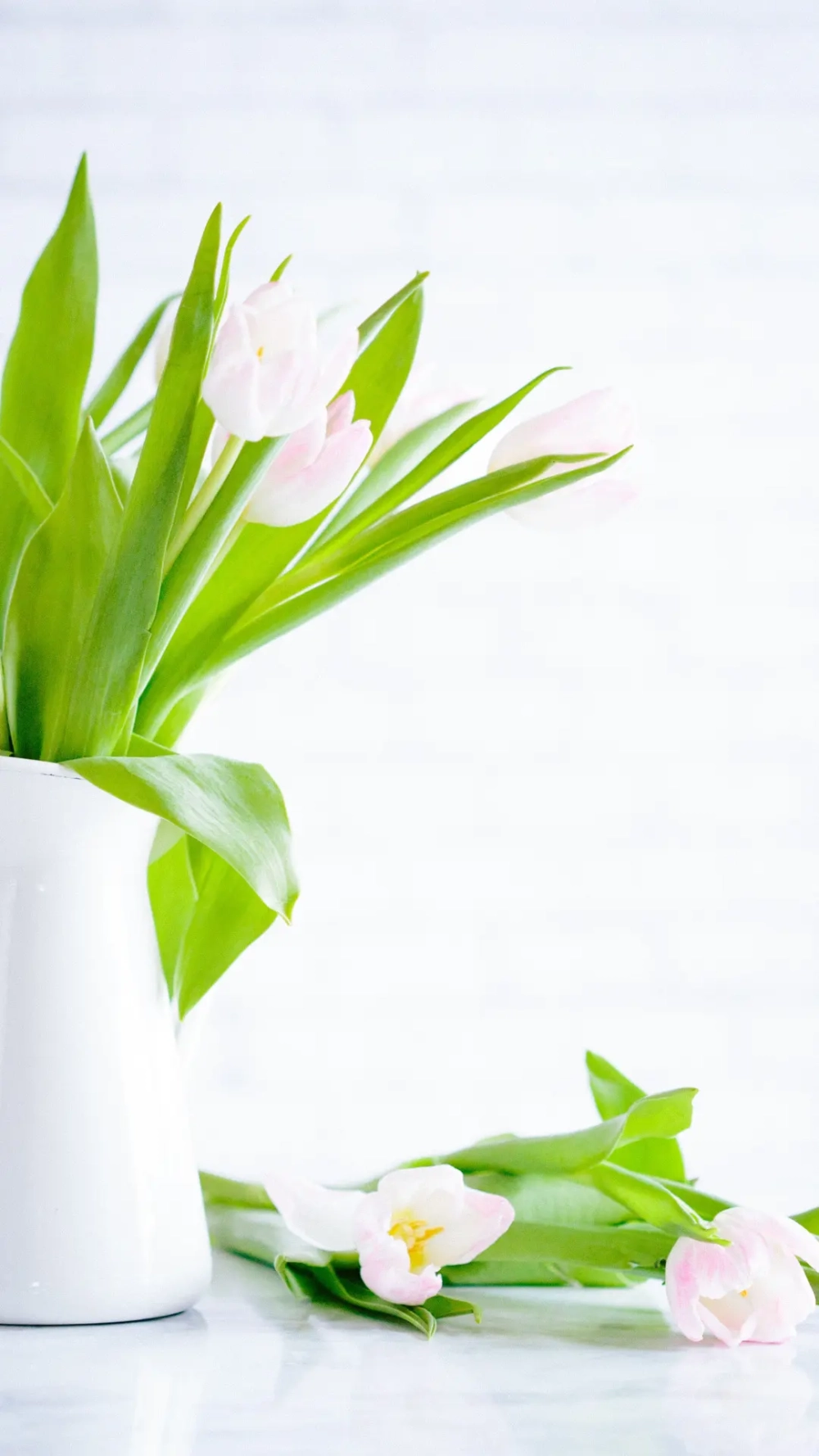 Bộ sưu tập hình nền hoa tulip đẹp cho điện thoại cực hot