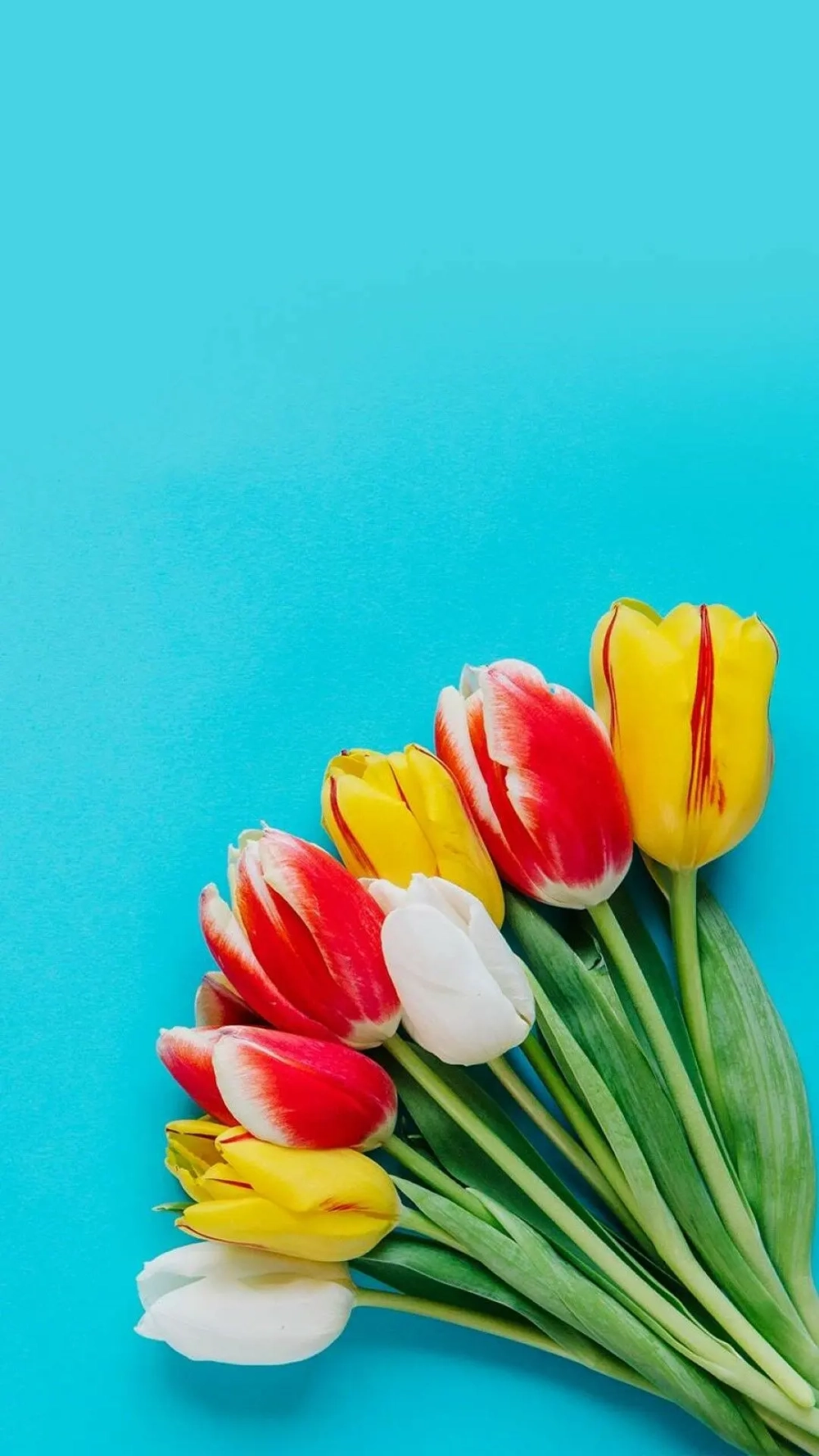 Màn hình ấn tượng với ảnh hoa tulip làm hình nền điện thoại siêu nét