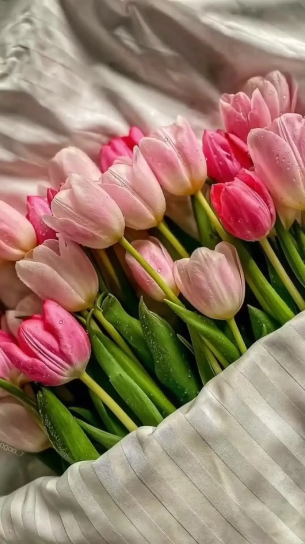 Trải nghiệm phong cách mới với hình nền đt hoa tulip siêu lãng mạn