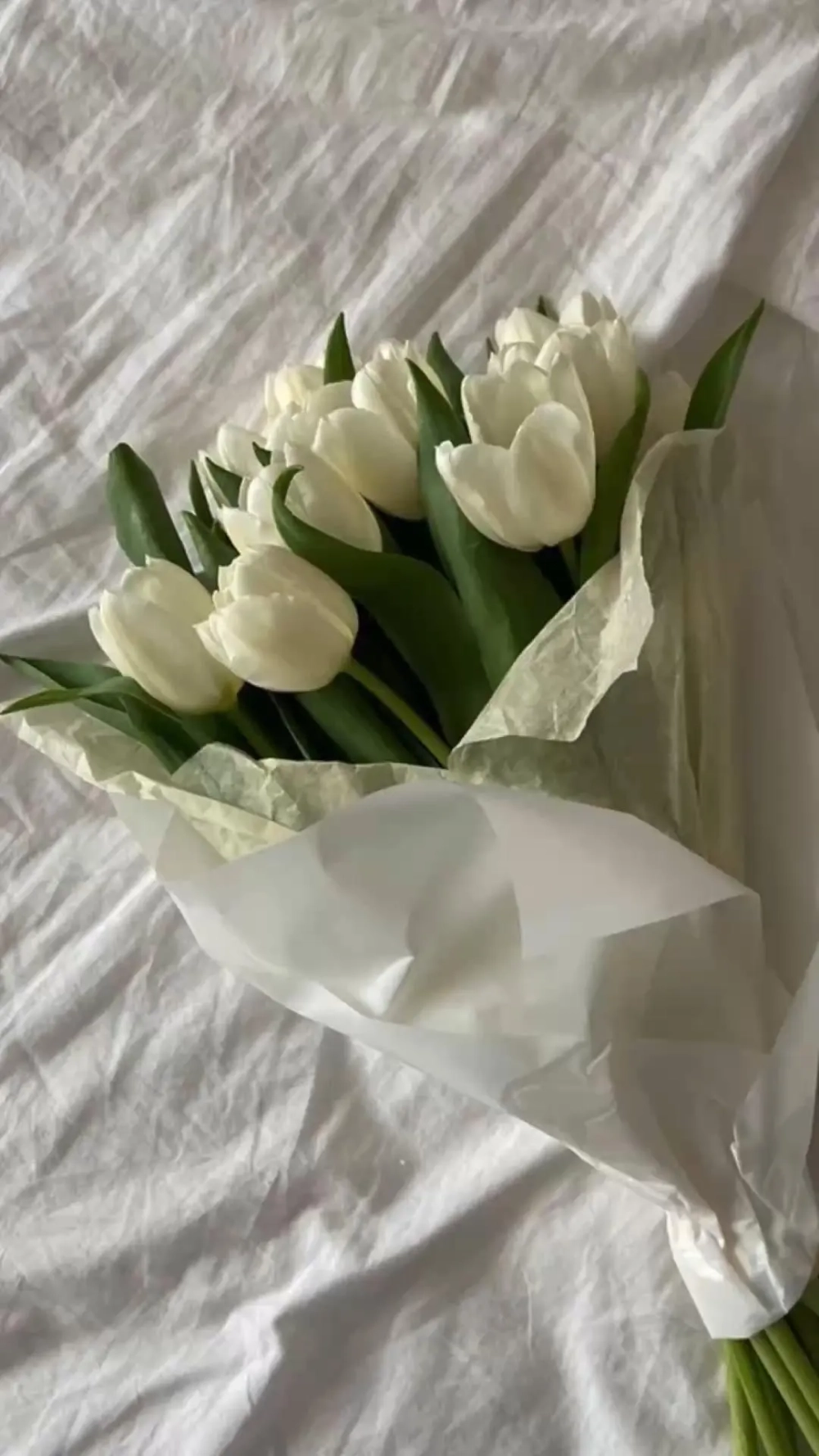Tinh khiết và nhẹ nhàng với hình nền điện thoại hoa tulip trắng