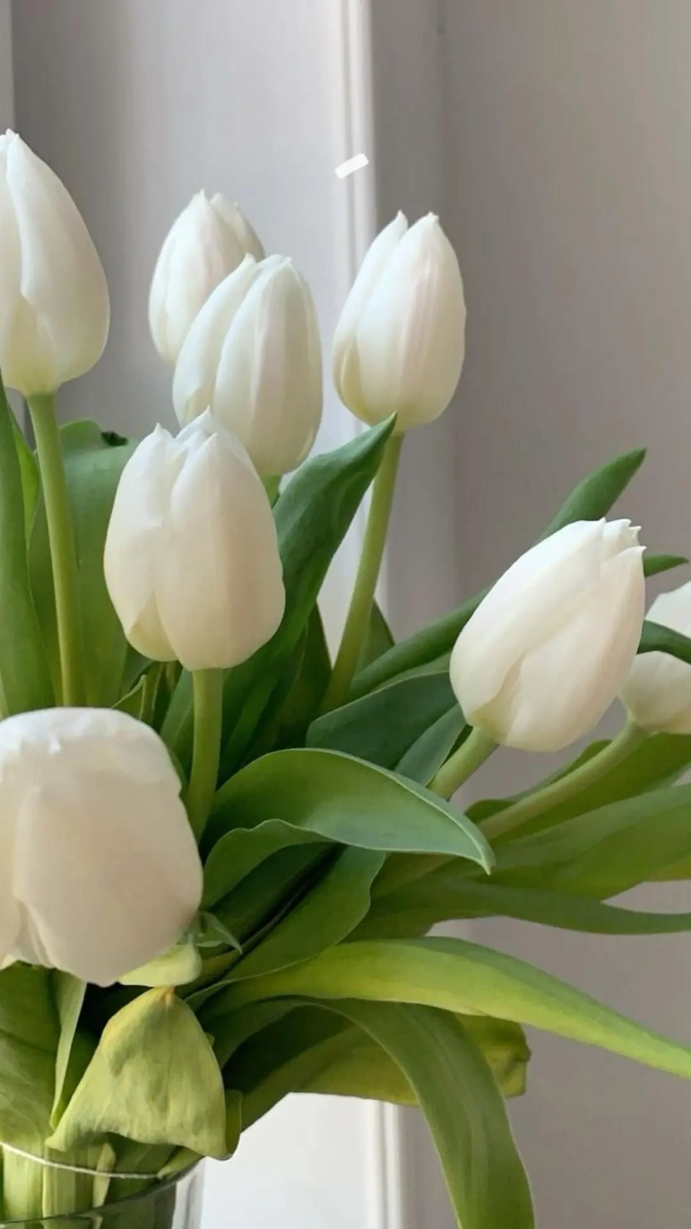 Cảm nhận sự nhẹ nhàng với hình ảnh hoa tulip trắng đẹp mê ly