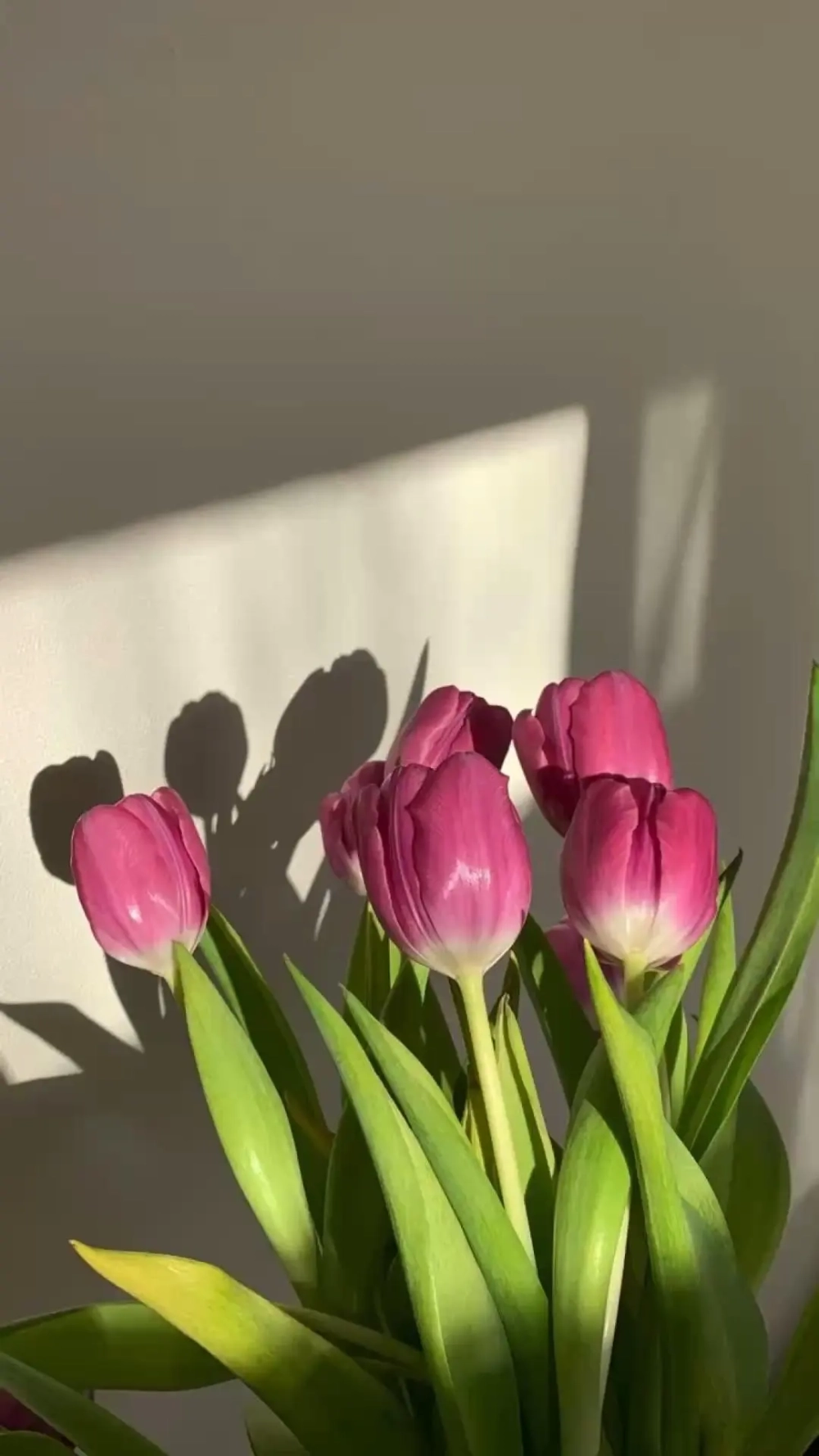 Tuyển chọn hoa tulip ảnh rực rỡ, sắc nét và cực chất