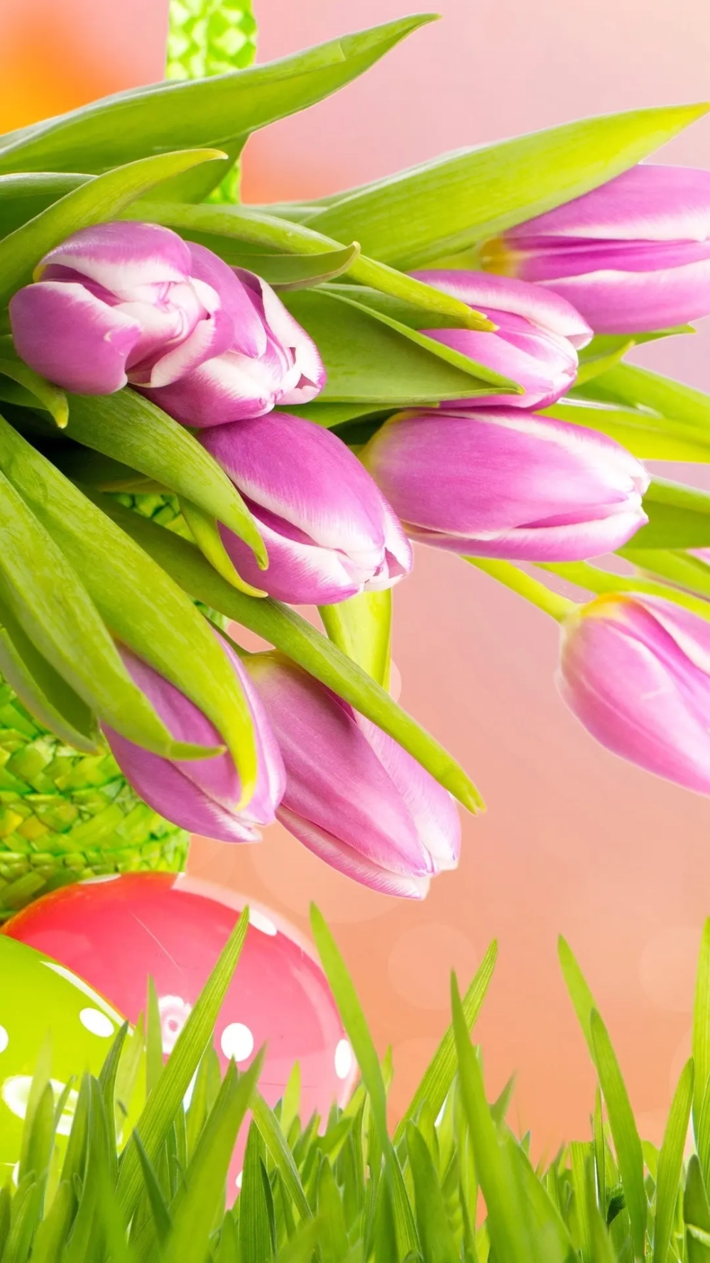 Bộ ảnh đẹp về hình ảnh bông hoa tulip ngọt ngào và quyến rũ