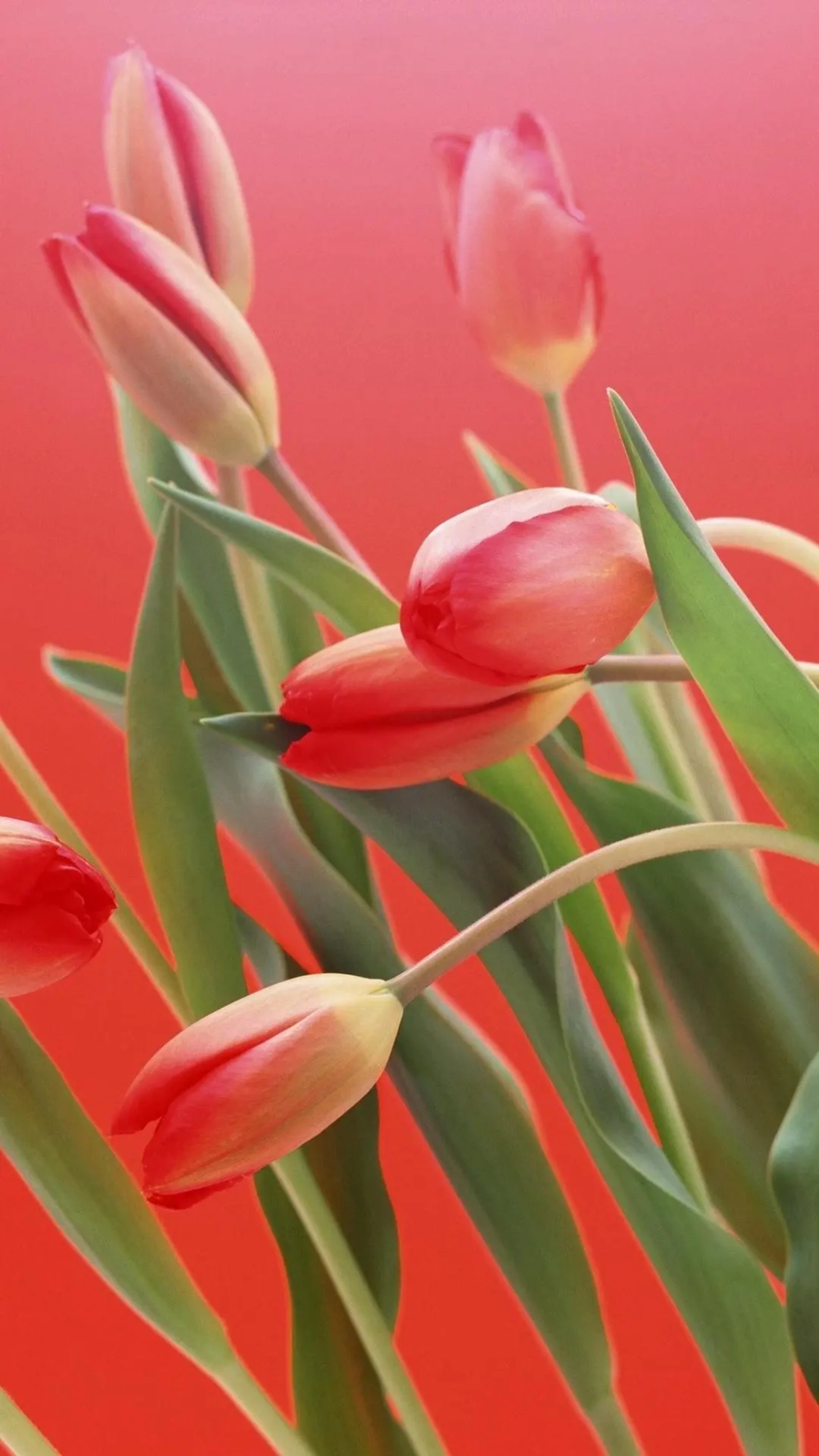 Nét duyên dáng của hình ảnh hoa tulip chill mang đến sự thư thái