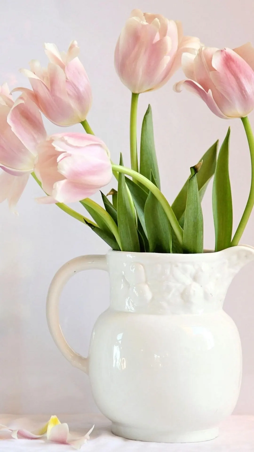 Cảm nhận vẻ đẹp của ảnh bông hoa tulip mộc mạc nhưng cuốn hút