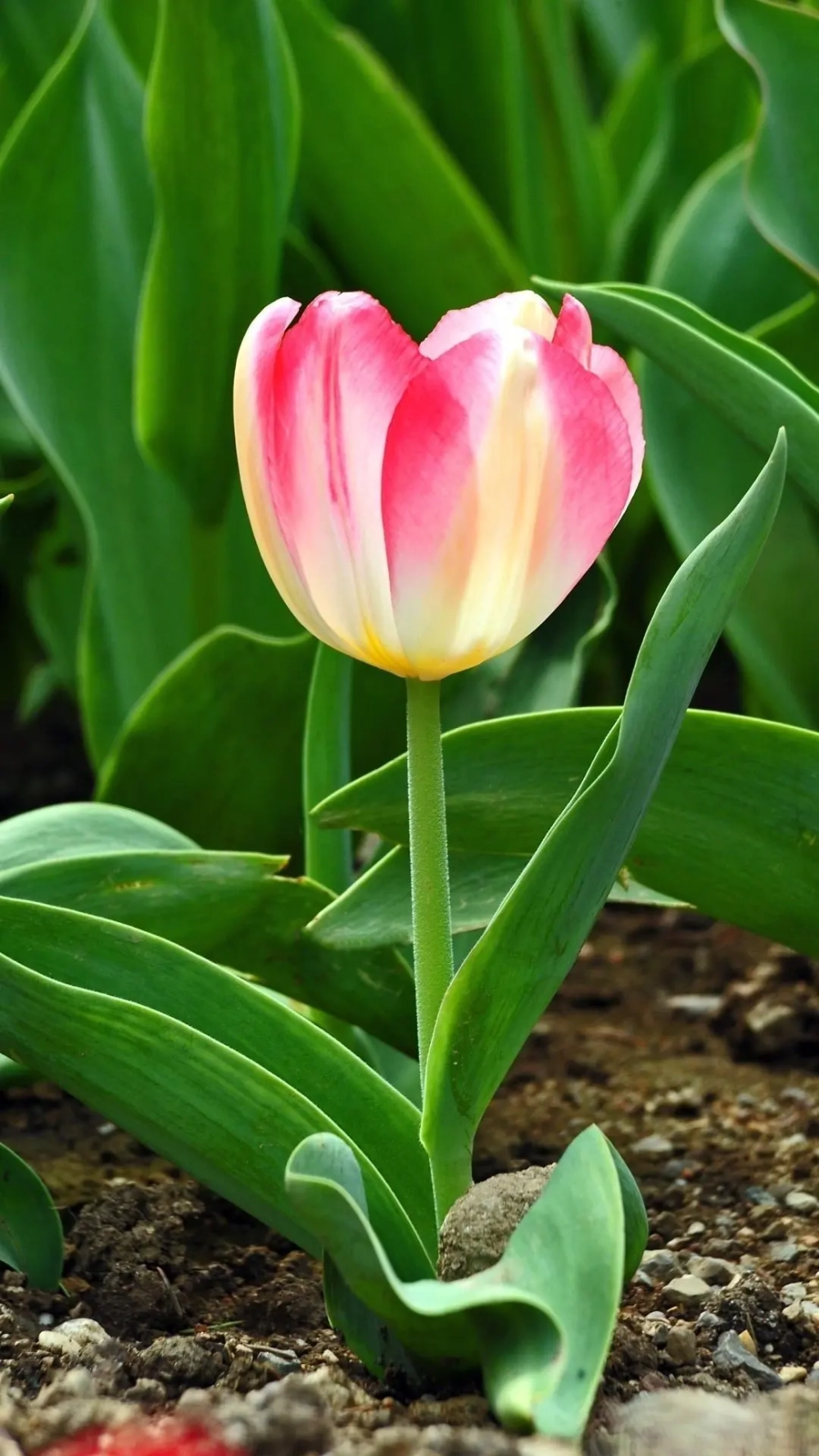 Đừng bỏ lỡ ảnh chill hoa tulip đầy cảm xúc và nghệ thuật
