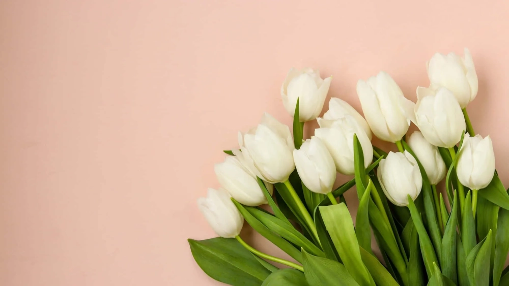 Bộ sưu tập hình nền đẹp hoa tulip làm say đắm lòng người