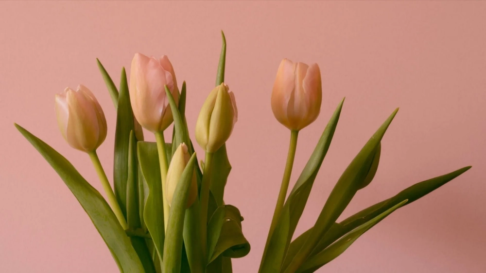 Màn hình lung linh hơn với nền hoa tulip tươi tắn đầy sức sống