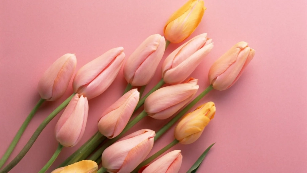 Tuyển chọn tulip đẹp hình nền hoa tulip cho mọi thiết bị