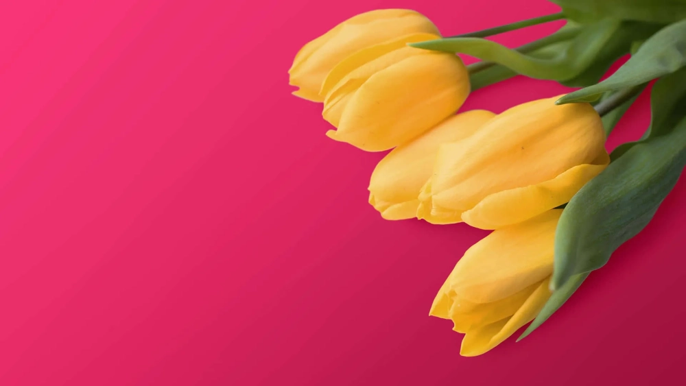 Tải ngay wallpaper hoa tulip với đủ mọi màu sắc rực rỡ