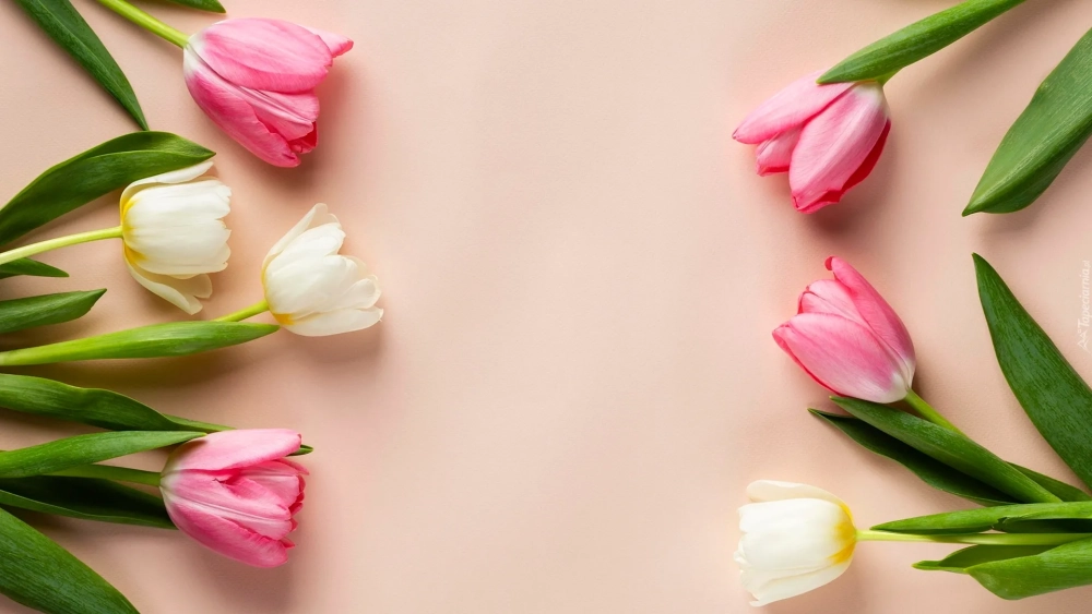Nâng cấp màn hình với hình nền hoa tulip đẹp cho máy tính