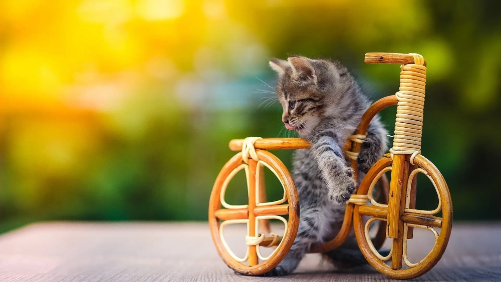 Đổi gió với hình nền máy tính con mèo siêu dễ thương