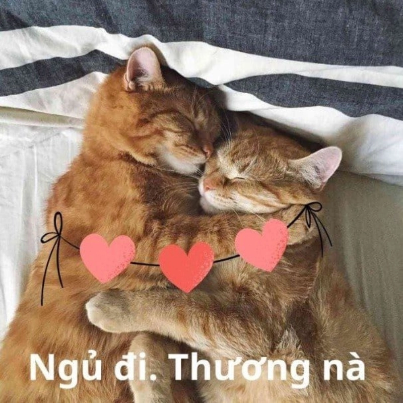 Nhìn meme an ủi mèo này mà thấy thương ghê