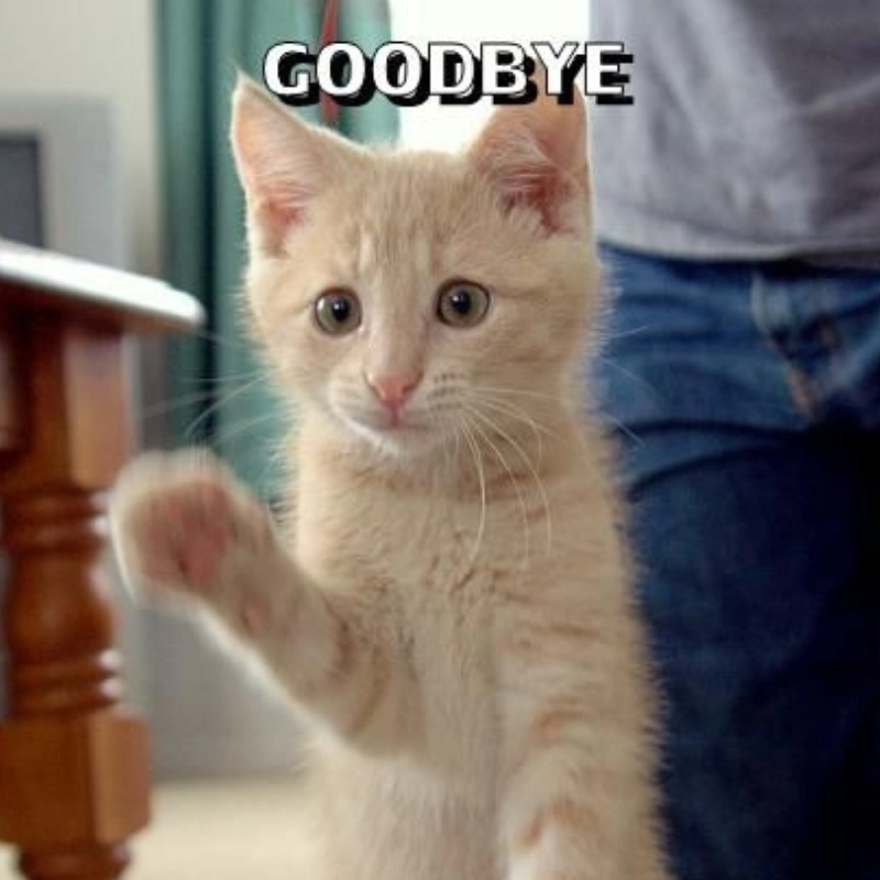 Lưu lại những ảnh bye thú vị nhất để dùng khi cần