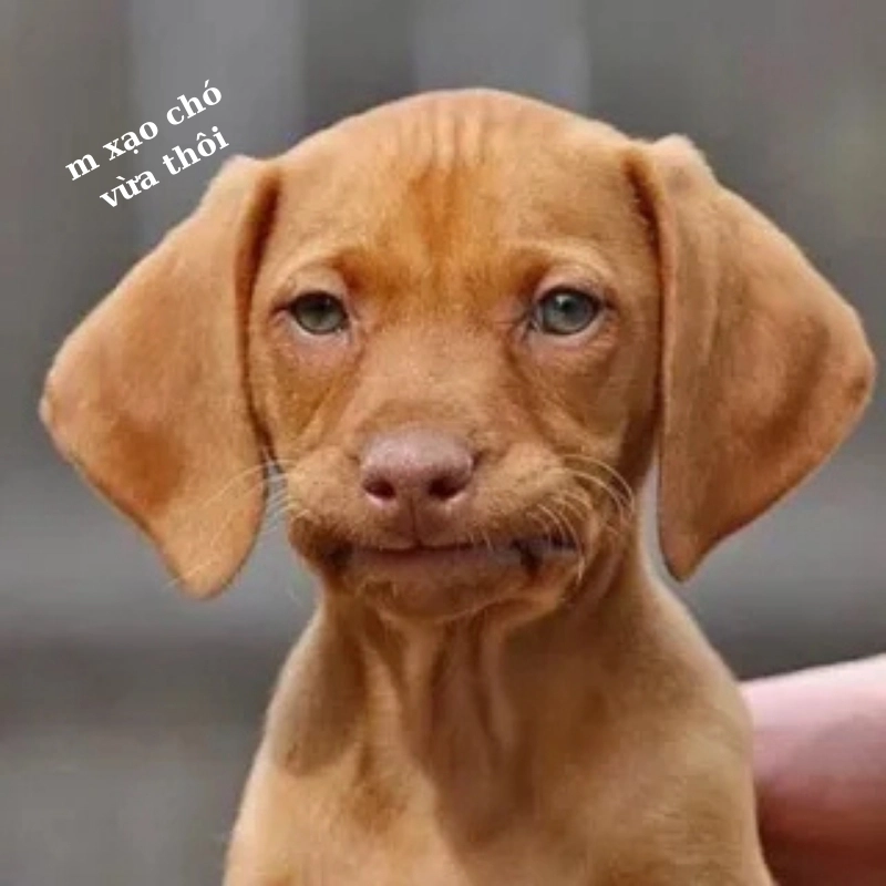 Tiếng chó sủa meme Khiến ai cũng phải bật cười
