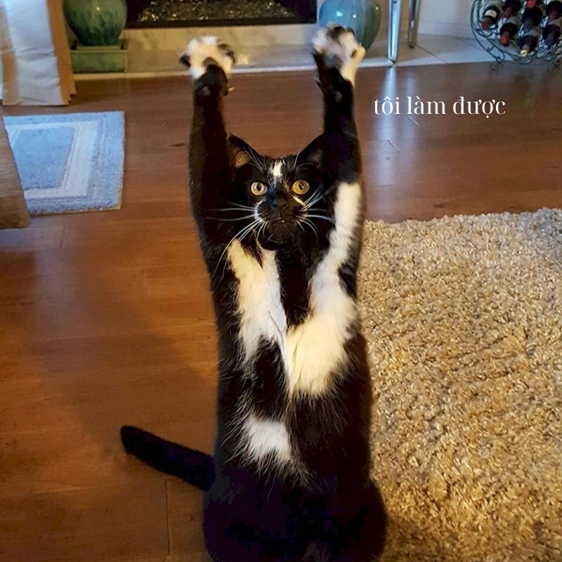Tự tin lên, vì meme tôi làm được đây rồi