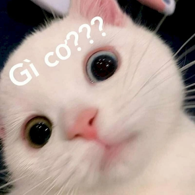 Khi sự bối rối cũng có thể trở thành meme khó hiểu đáng yêu
