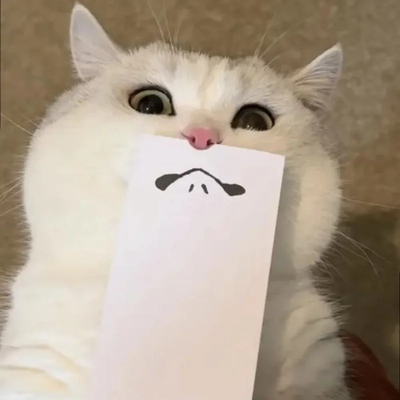 Biểu cảm hài hước của bựa meme mèo cute khiến ai cũng bật cười