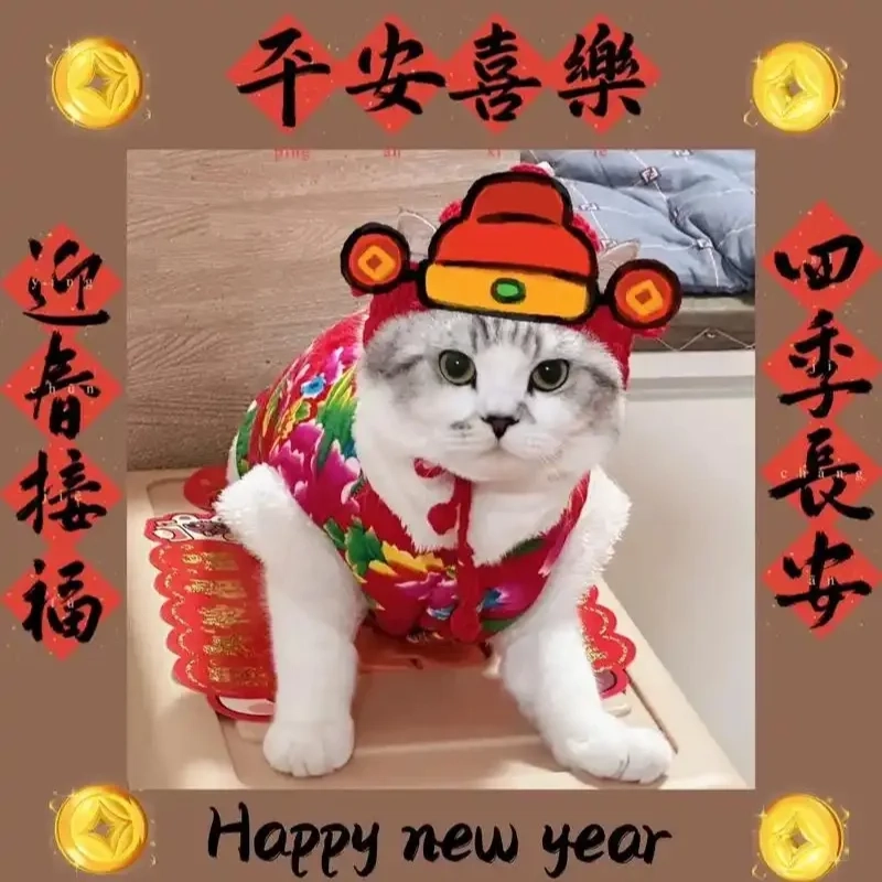 Năm mới bùng nổ với avatar tết 2024 mèo meme cực hot