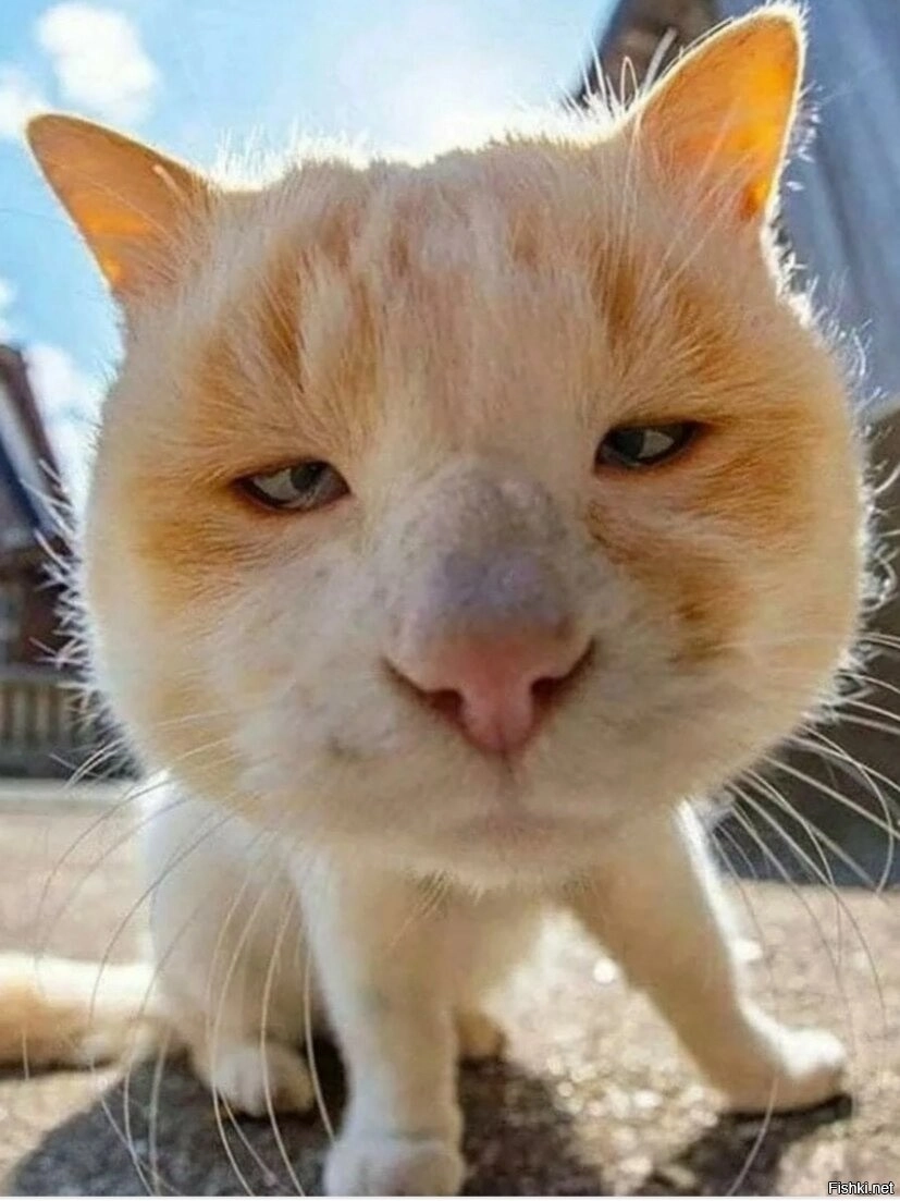 Tổng hợp hình ảnh meme avatar vô tri mèo hay nhất