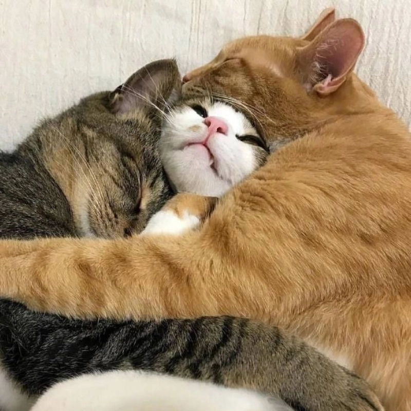 Dễ thương chưa, meme con mèo an ủi đang vỗ về nè