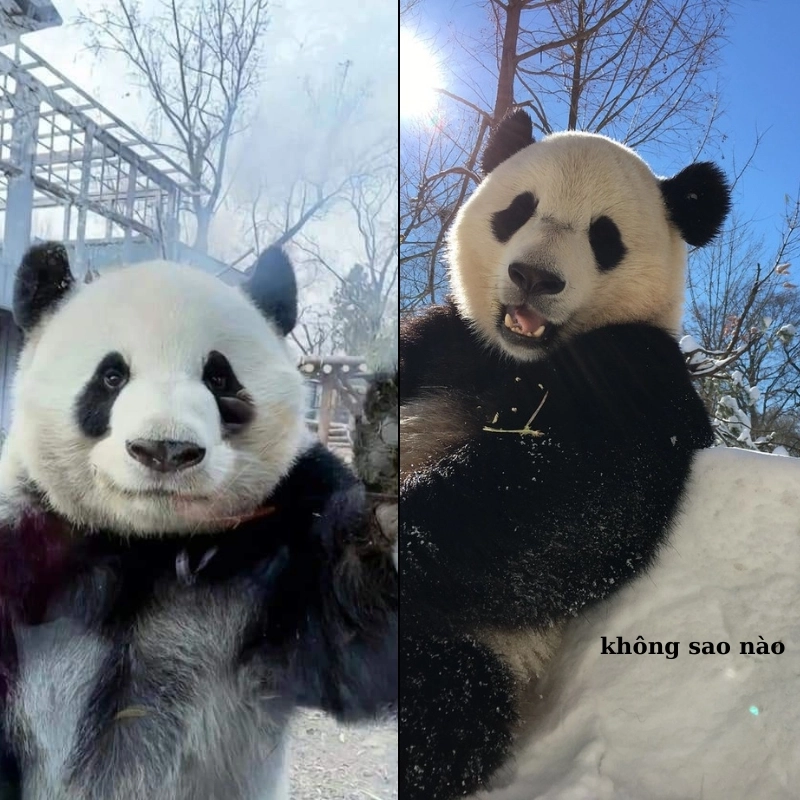Nhìn meme gấu trúc an ủi là thấy ấm lòng ngay