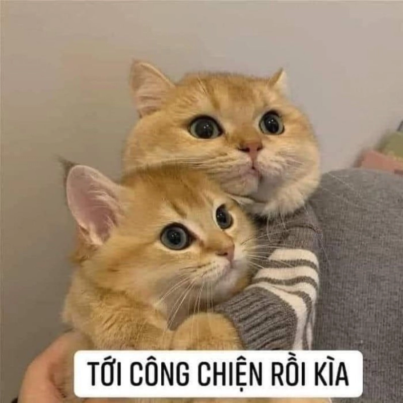 Một vòng tay từ meme ôm nhau an ủi sẽ làm ấm lòng