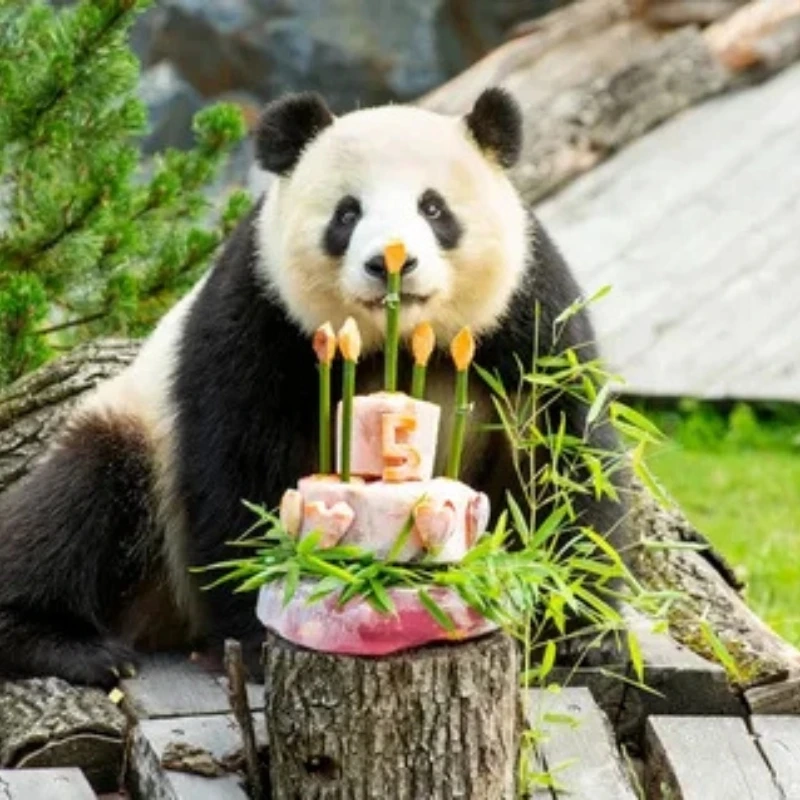 Happy birthday theo phong cách meme gấu trúc chúc mừng sinh nhật