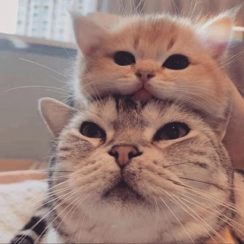 Meme mèo ôm an ủi cực kỳ dễ thương, giúp bạn cảm thấy ấm lòng