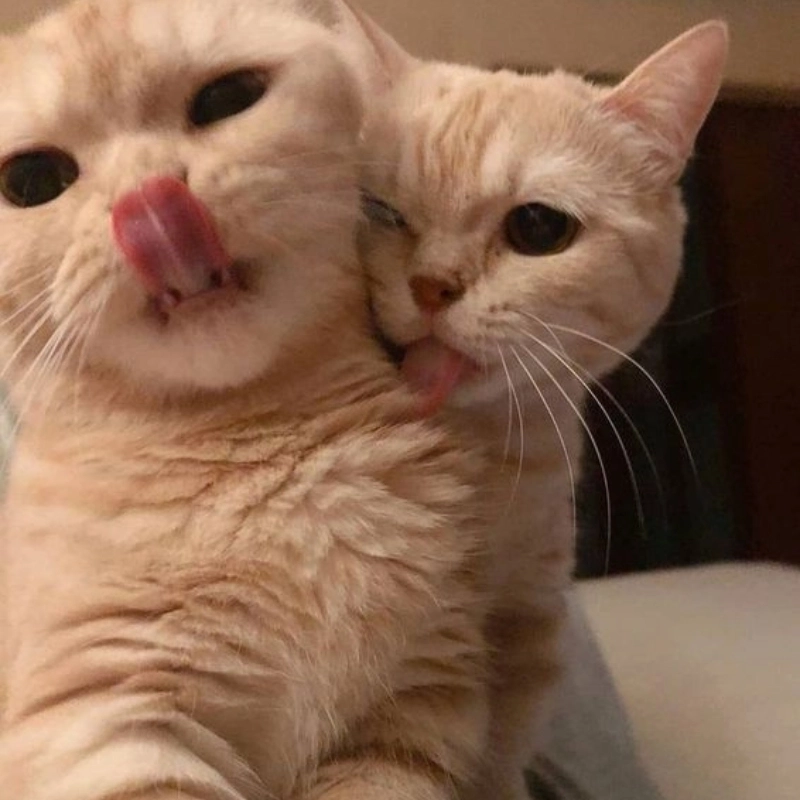 Meme mèo ôm nhau ngủ mang đến cảm giác thư giãn và an lành
