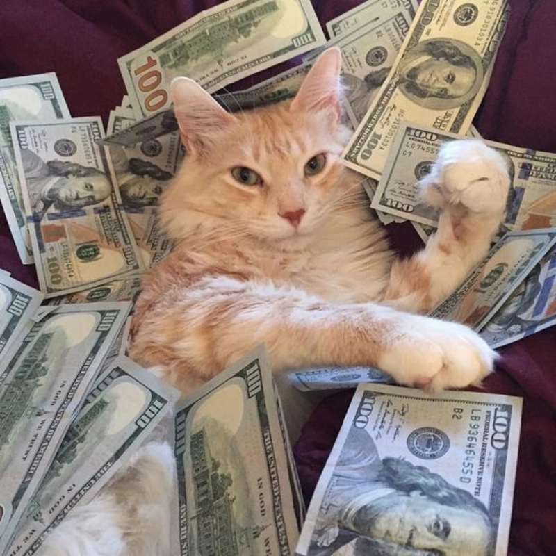 Meme mèo ôm tiền cực kỳ hài hước và đáng yêu, tạo nên những khoảnh khắc thú vị